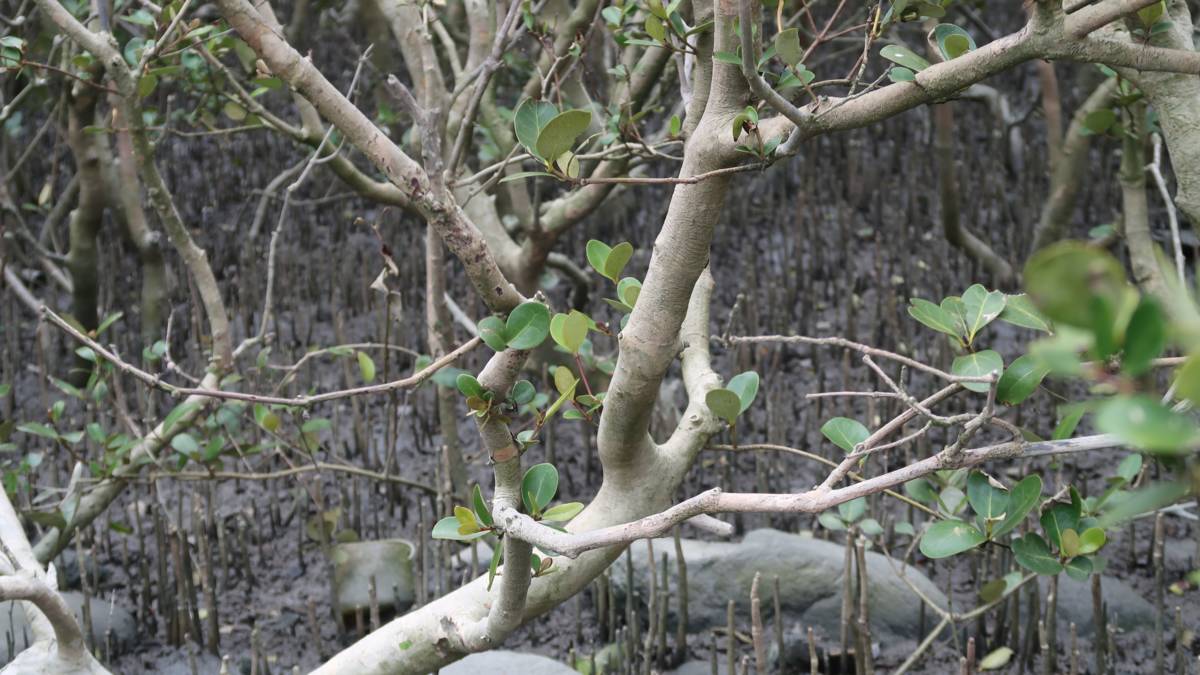 紅樹林滿滿的氣生根讓螃蟹不見了(圖片來源：劉文珍提供)