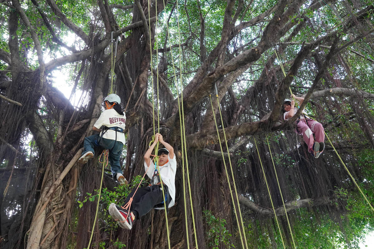 白沙國小畢業生成功挑戰攀樹(圖片來源：大葉大學提供)