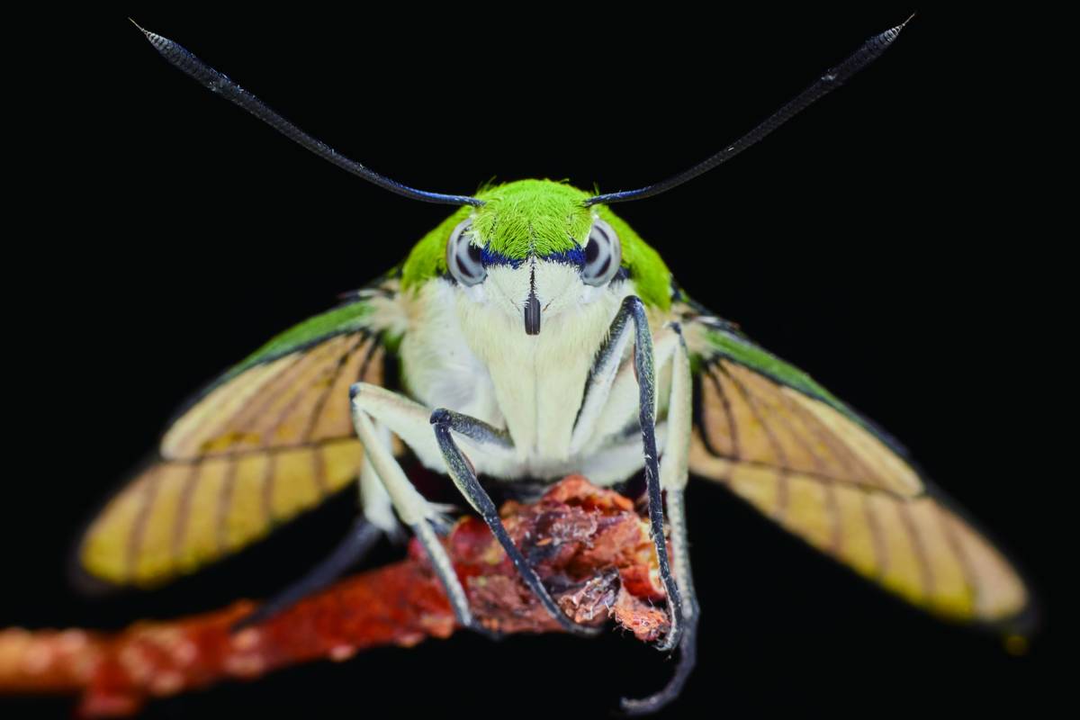 〈廣達青少年特別獎〉作品之一「我是憤怒鳥：晾翅中的大透翅天蛾」由郭定中拍攝，呈現日行性蛾類「大透翅天蛾」宛若雙眼怒瞪的逗趣景象。圖片提供／國立自然科學博物館。