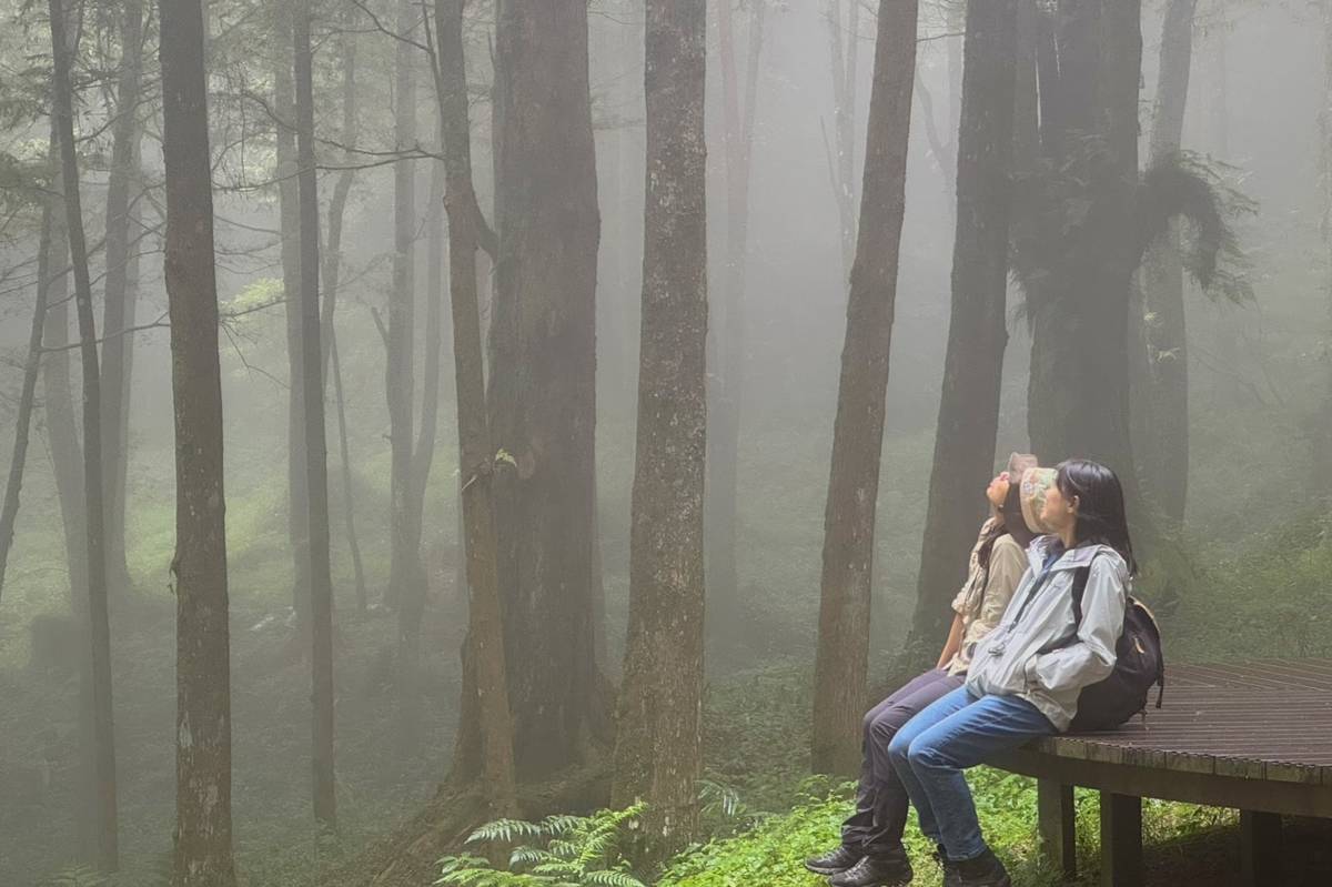 阿里山國家森林遊樂區水山療癒步道(農業部林業及自然保育署提供)