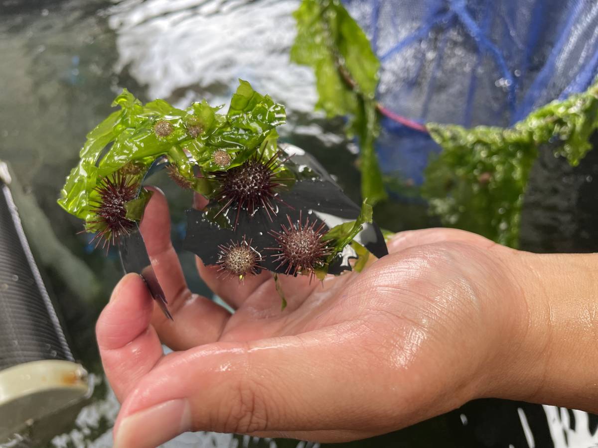 於復育園區內培育的紫海膽苗