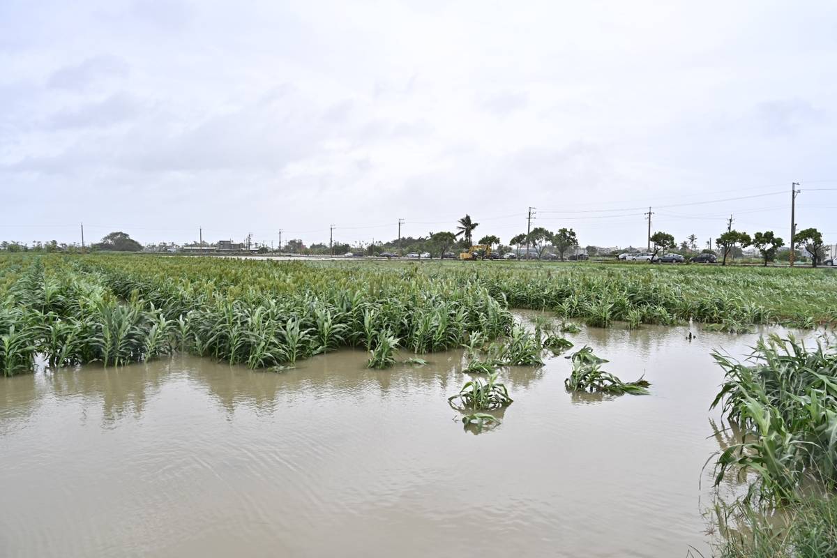 凱米颱風來襲，許多農作物都被泡在水裡，損失慘重。(行政院提供)