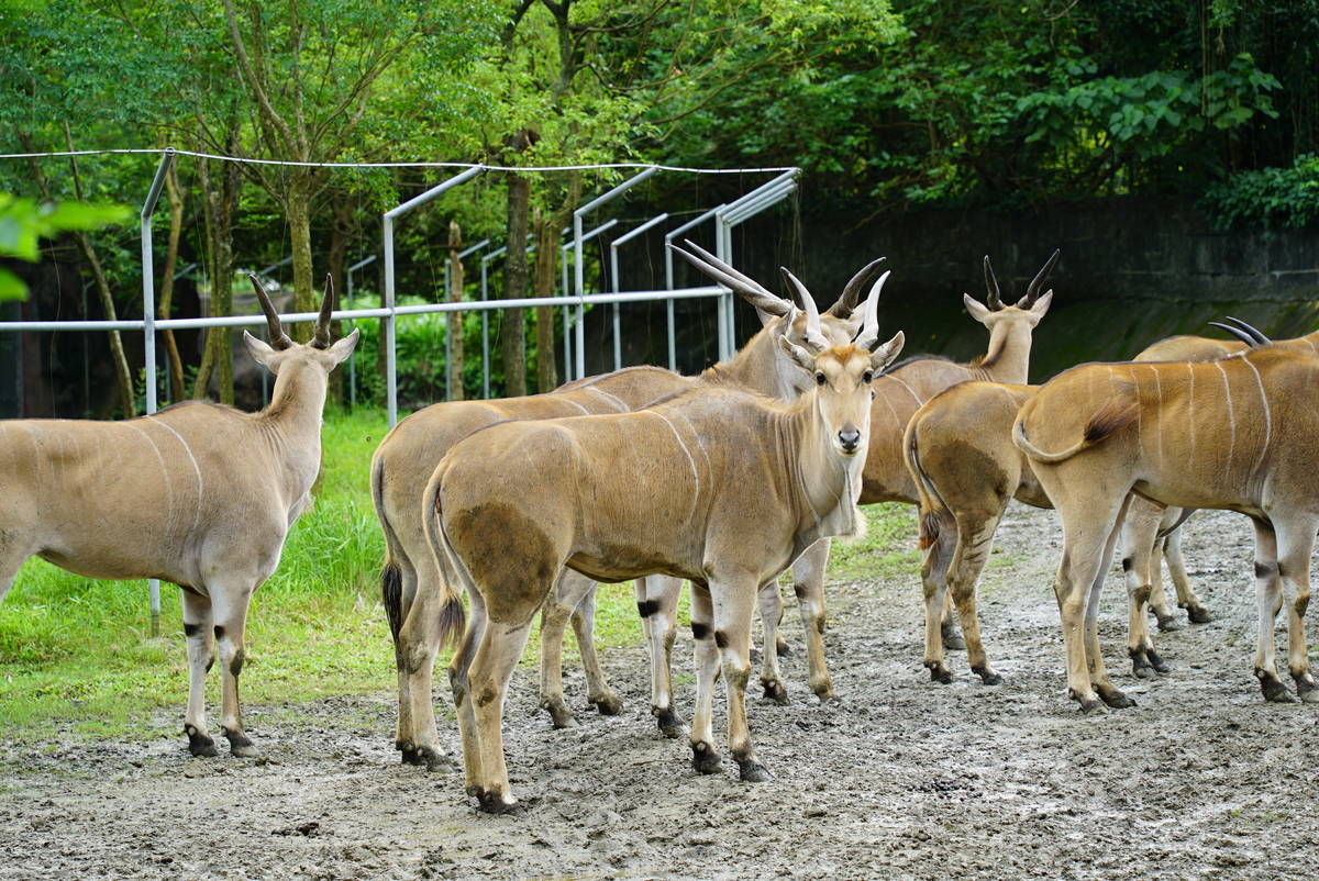 臺北市動物園即日起至8/12，推出門票「2人同行、1人免費」活動