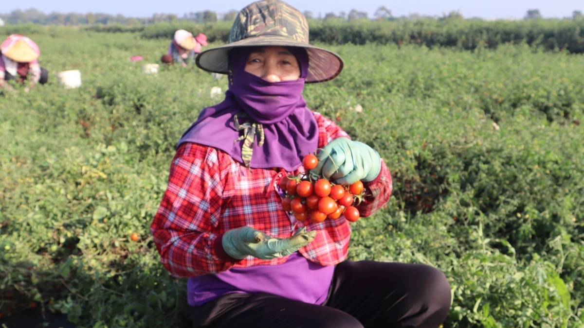 農民在鹽地種出的帥哥番茄，以甜度高、酸度適中、果肉紮實，這是因為鹽水的土壤歷經海水侵襲而具有較高的鹽鹼度，特殊的地理環境造就了鹽地番茄獨特的風味和品質。