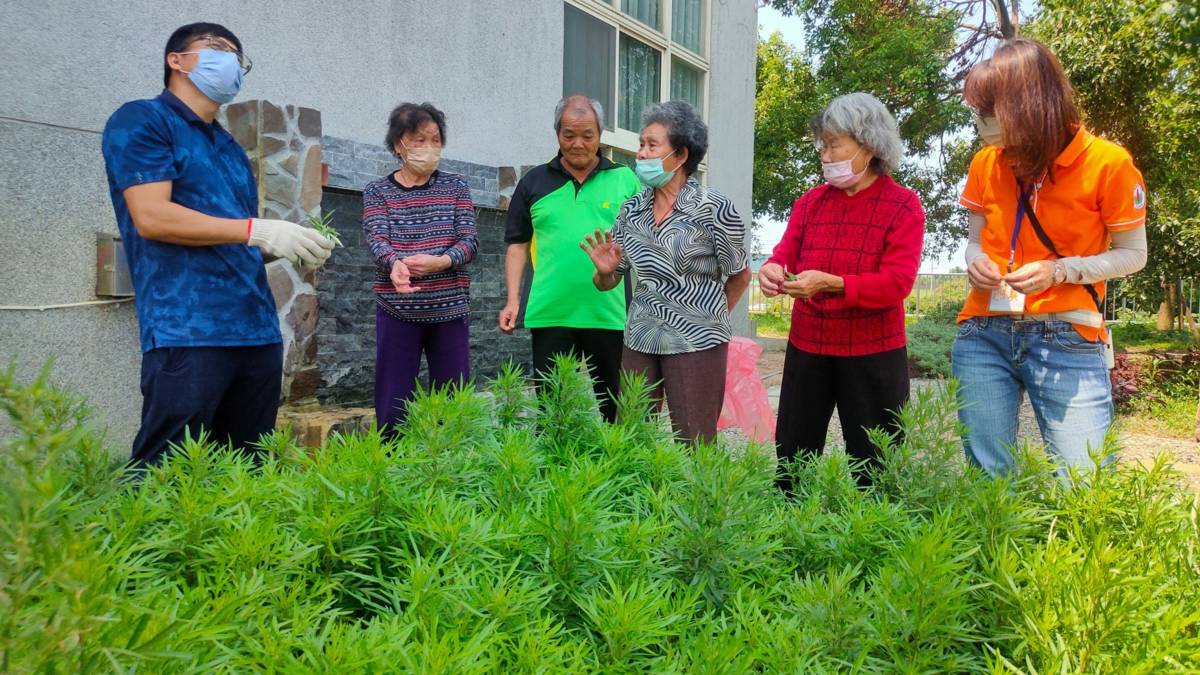 艾草，喚起奶奶早期使用艾草的情境與記憶