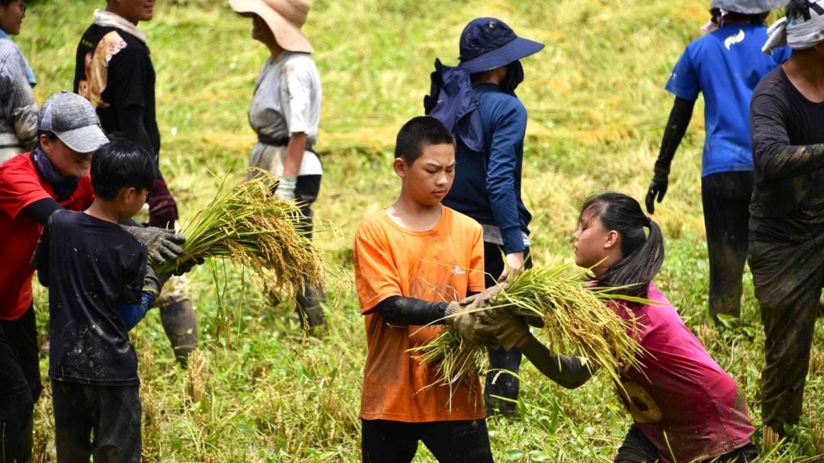 貢寮國小參與割稻