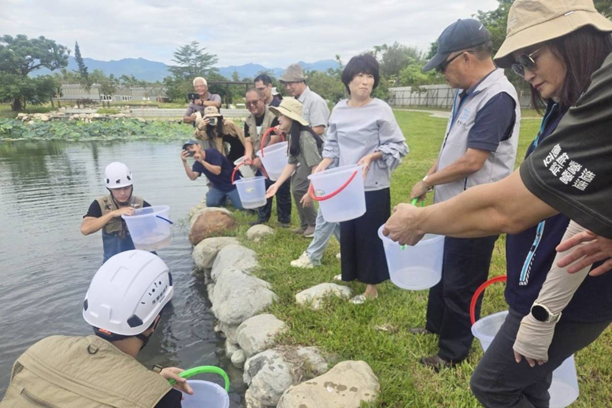 臺東森林公園景觀工程顧生態環境維護，今(16)日於蓮花生態池放流上百隻原生種魚類及螺貝類。