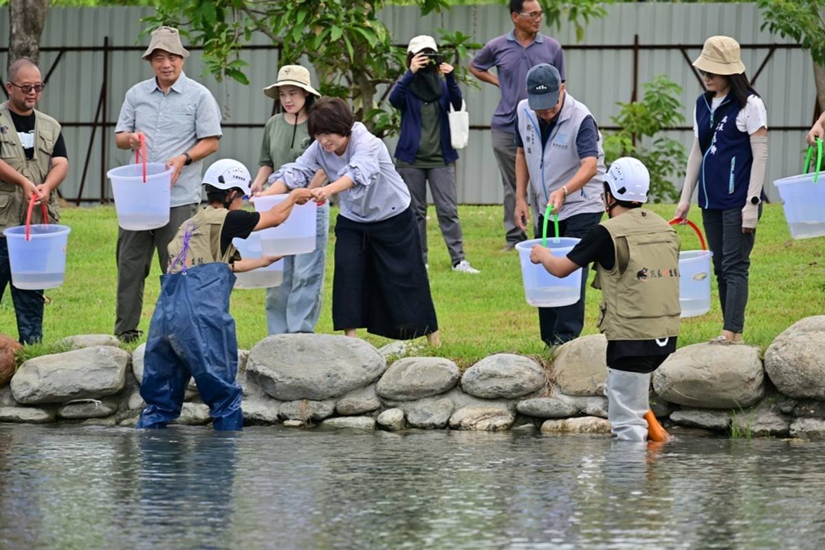 臺東森林公園景觀工程顧生態環境維護，今(16)日於蓮花生態池放流上百隻原生種魚類及螺貝類。