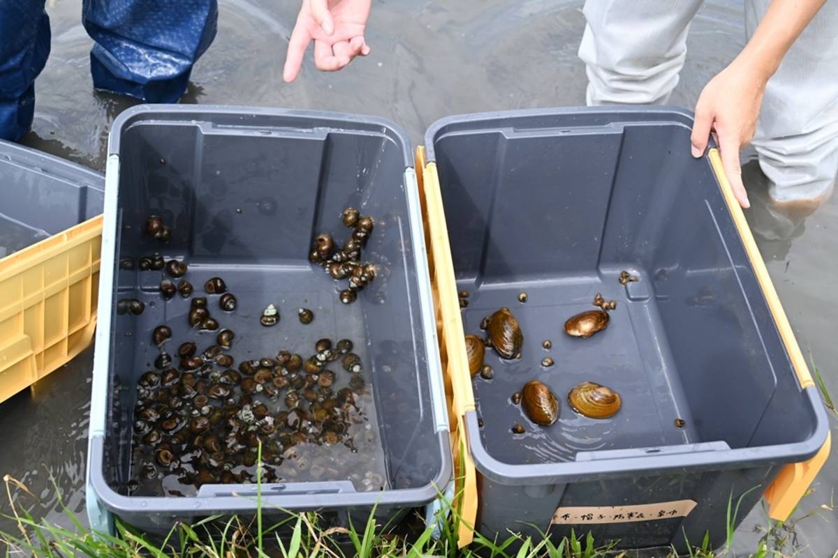 臺東森林公園景觀工程顧生態環境維護，今(16)日於蓮花生態池放流上百隻原生種魚類及螺貝類。