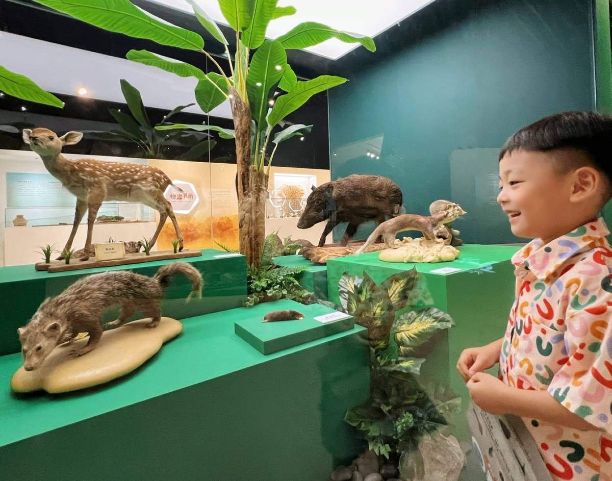 圖1十三行博物館-臺灣史前動物特展，展出梅花鹿等動物標本，聚焦保育議題。