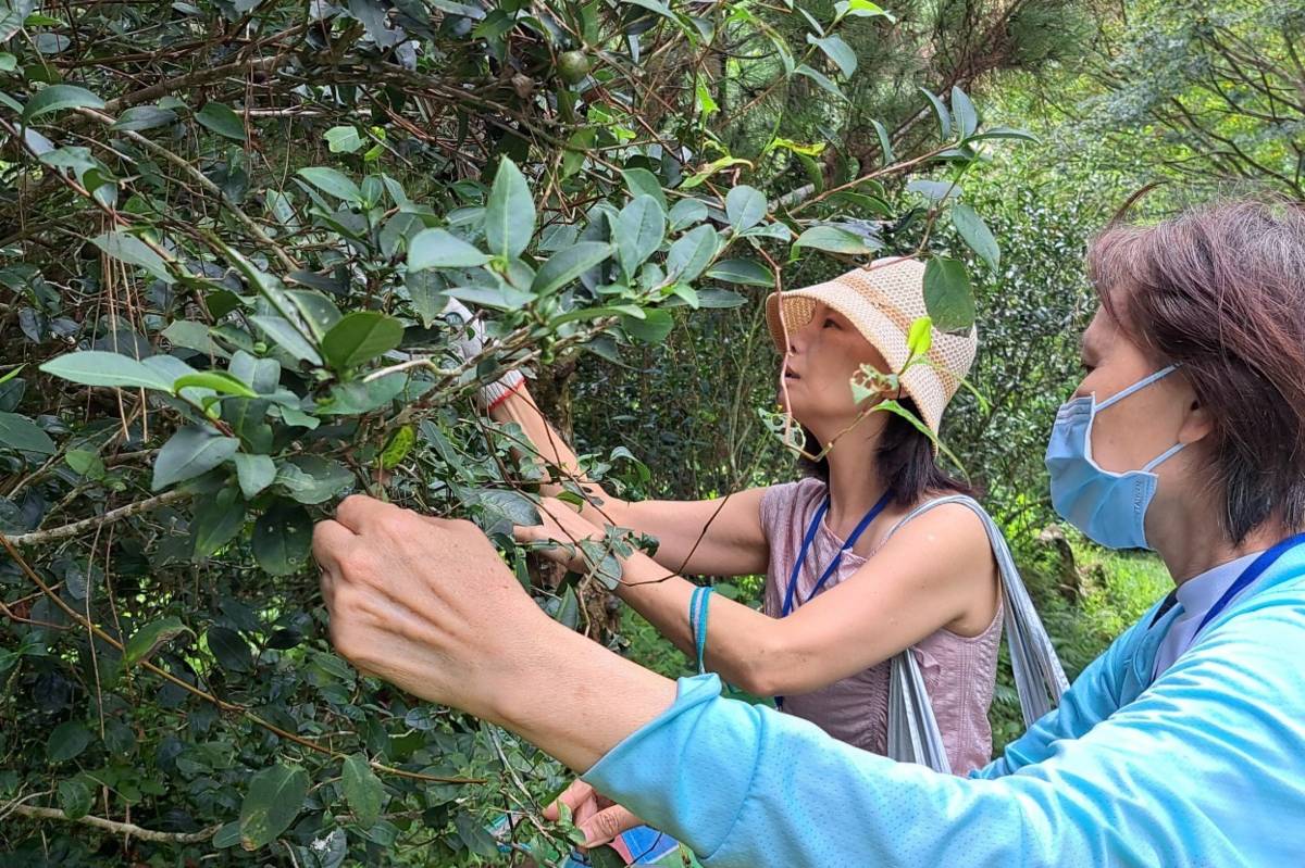 國中教師實地走讀，親自採茶籽體驗，認識多元食材