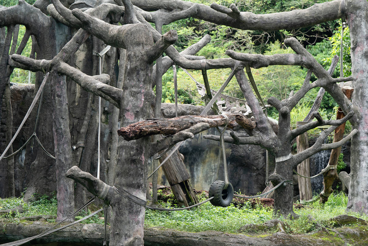 許多動物活動場都是由漂流木及仿木棲檯互相交織而成