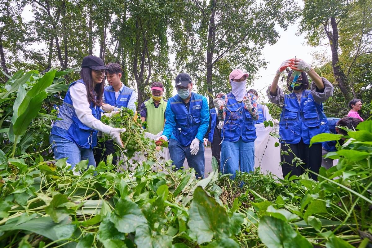 政大與企業合作除小花蔓澤蘭，為生態永續努力。(政大提供)