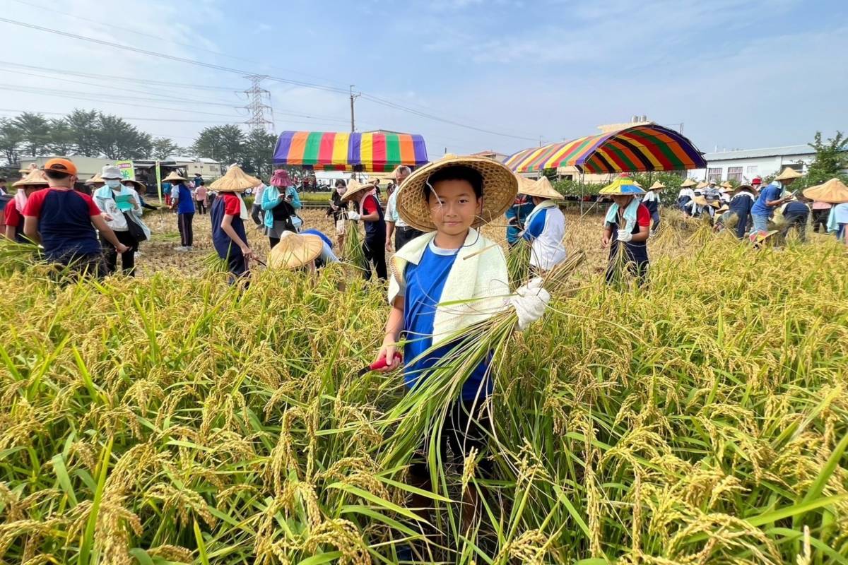 小學生體驗割稻(圖片來源：社頭鄉農會提供)