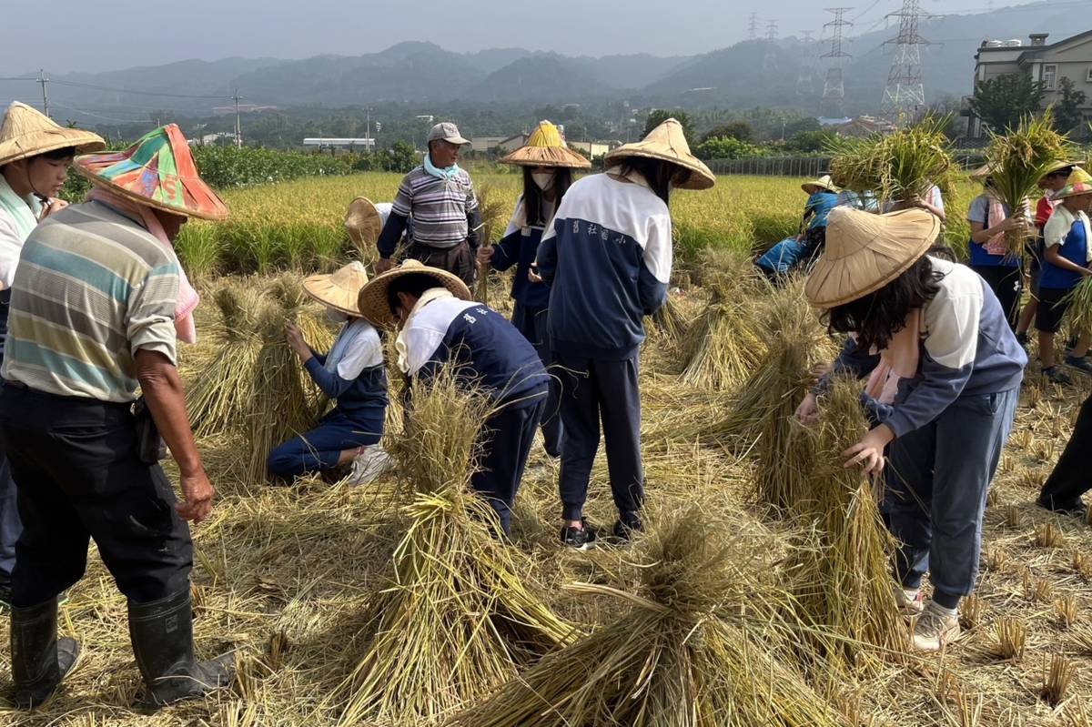 長輩教國小學生如何整理收割後的稻稈(圖片來源：社頭鄉農會提供)