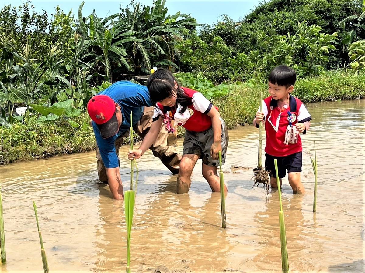 三芝幼兒園帶領孩子種植筊白筍，同步訓練平衡慢走