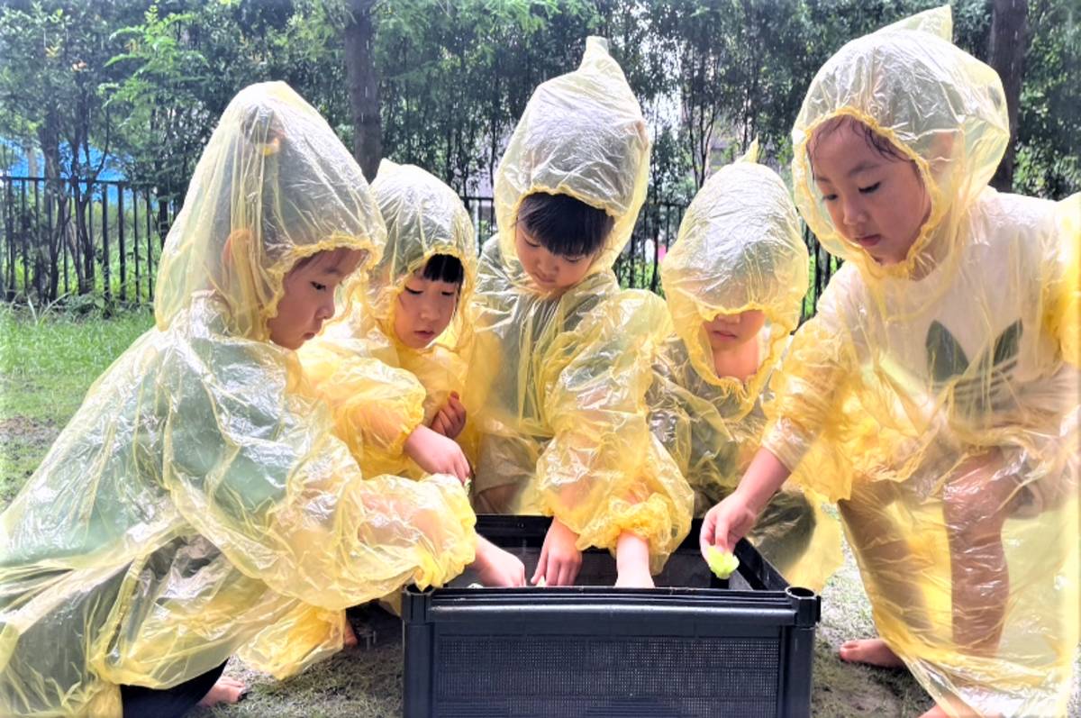 夢不落幼兒園運用學校生態優勢自製蚯蚓堆肥箱營養滿分的沃土耕種