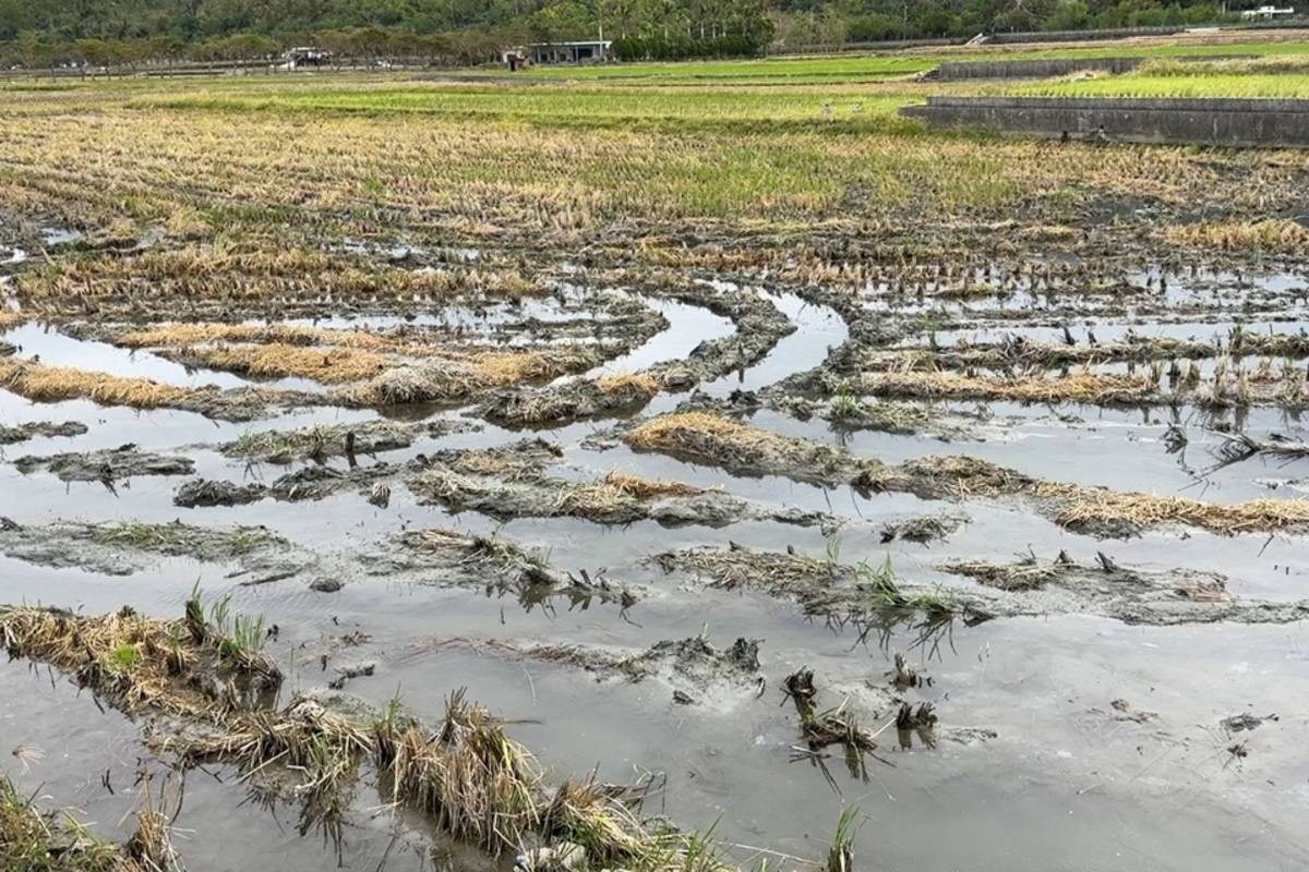 池上鄉老田景觀區稻田不斷從地底冒水，恐影響來年一期稻作，此外，田區淹水也影響池上鄉公所補助農民種油菜花，恐連帶影響觀光。