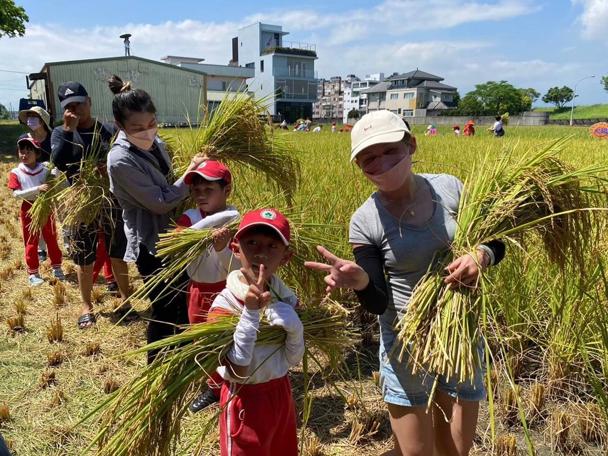 宜蘭縣羅東鎮立幼兒園家長和幼兒共同體驗稻米收割樂趣