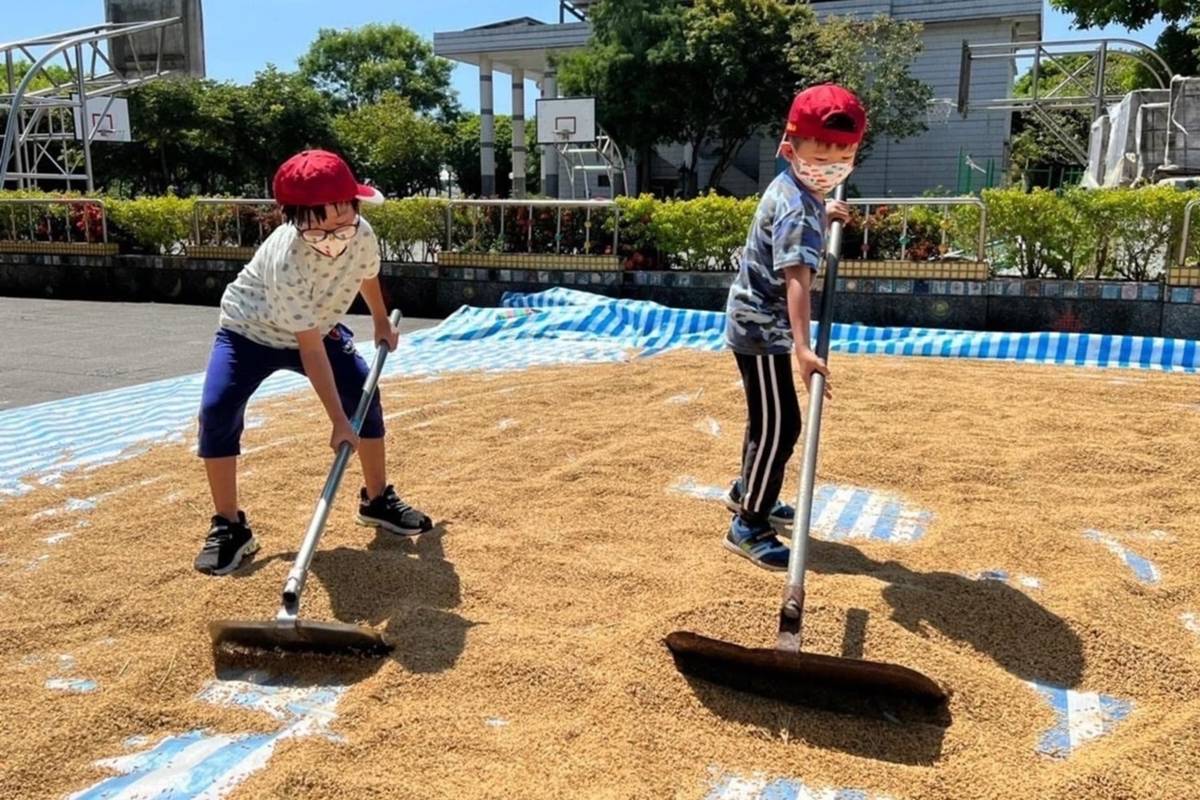 宜蘭縣羅東鎮立幼兒園幼兒體驗傳統曬稻的方式