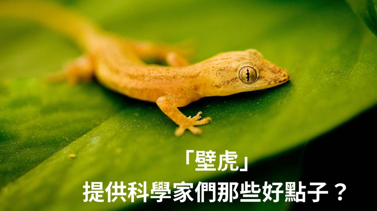 壁虎