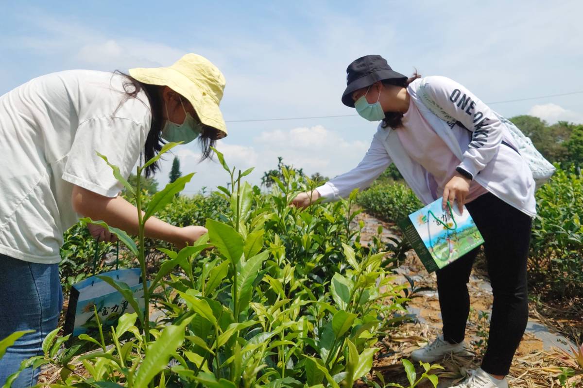 大葉大學USR計畫帶領學生上山採茶（圖源：大葉大學）