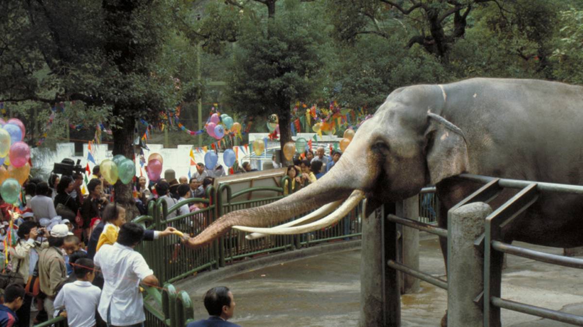 臺北市立動物園為大象林旺過生日