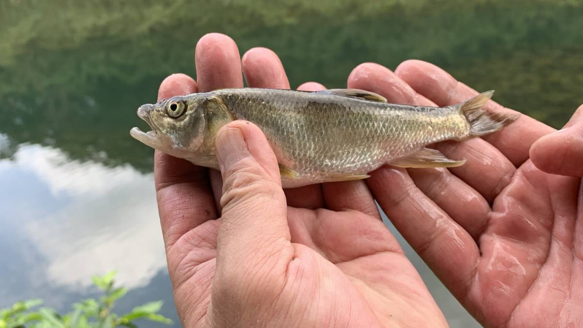 資源永續-觀察魚類體長後釋回