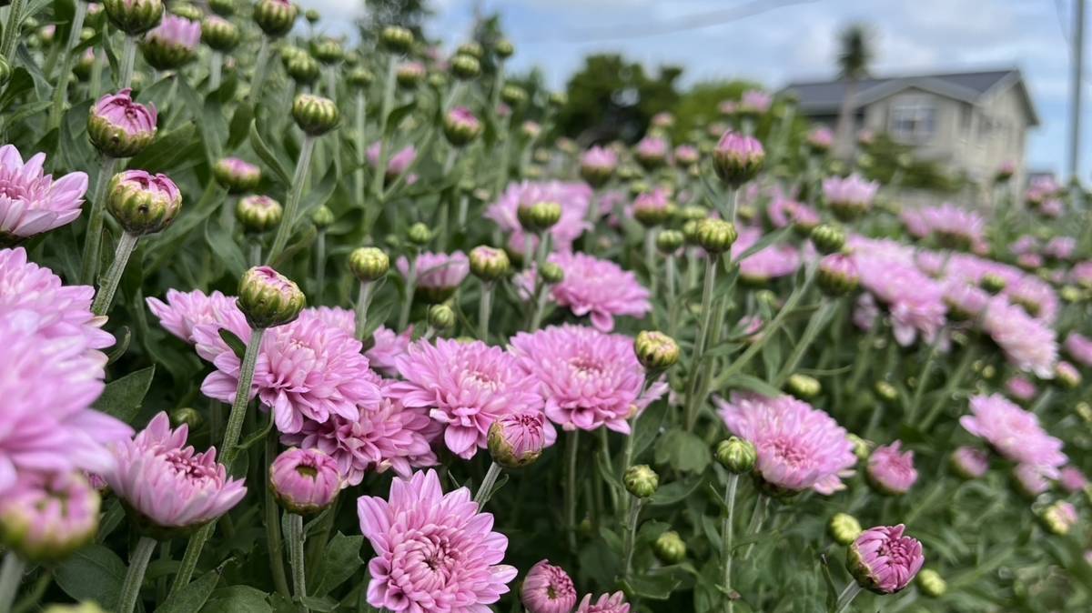 台中農改場菊花田