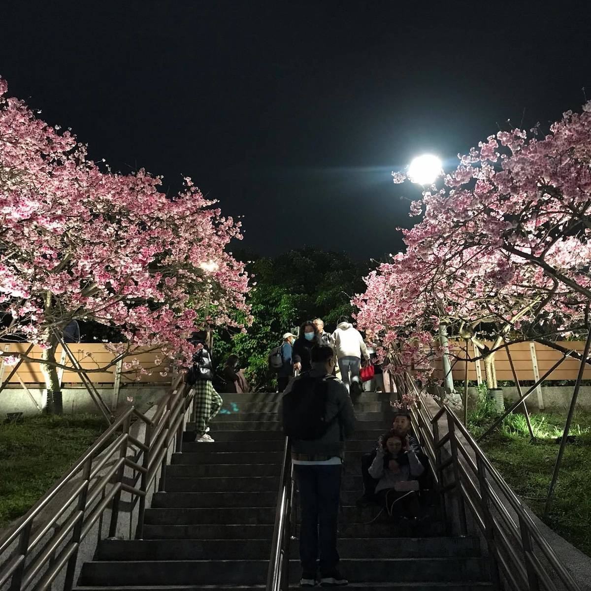 盛開寒櫻加上燦爛的夜間燈光造景，十分浪漫