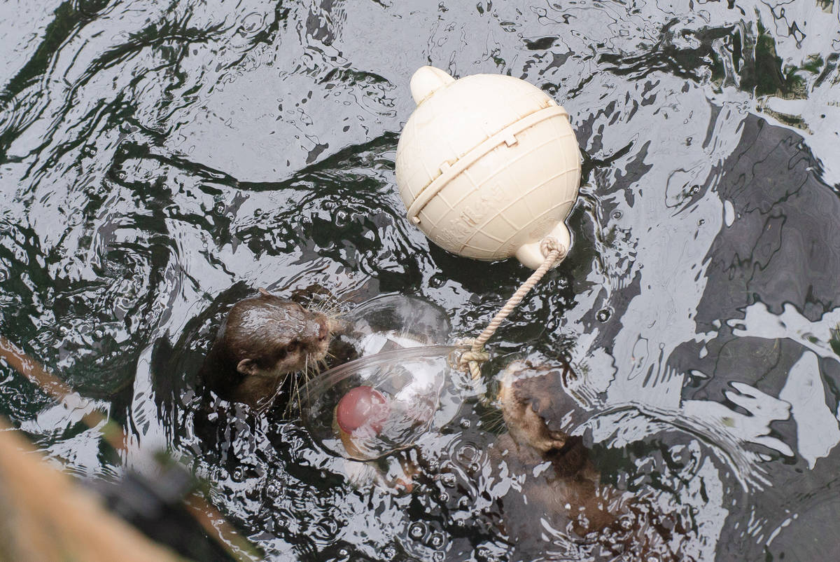 臺北市立動物園將海廢浮球化身為動物們的玩具