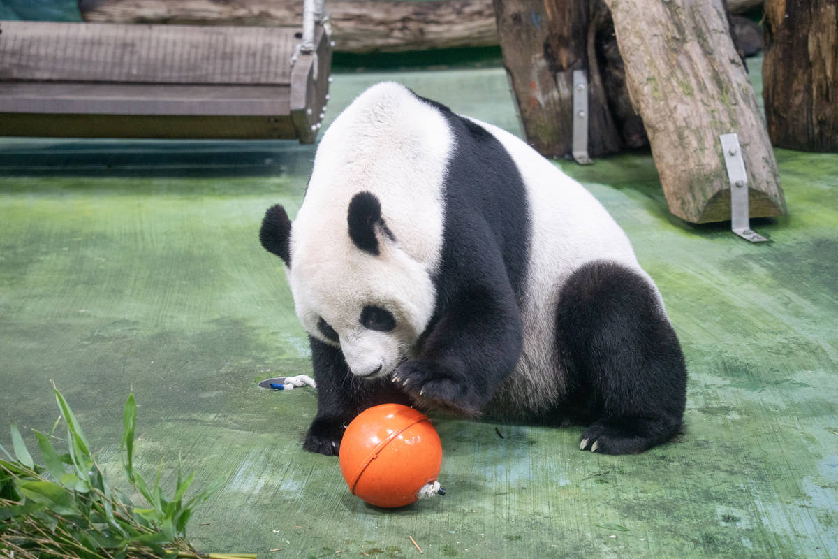 臺北市立動物園將廢棄浮球連結水管，成為大貓熊的益智玩具