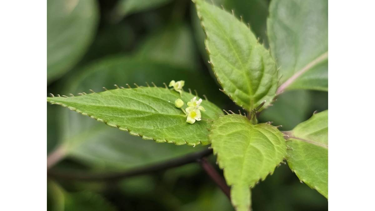 臺灣青莢葉—葉上的花