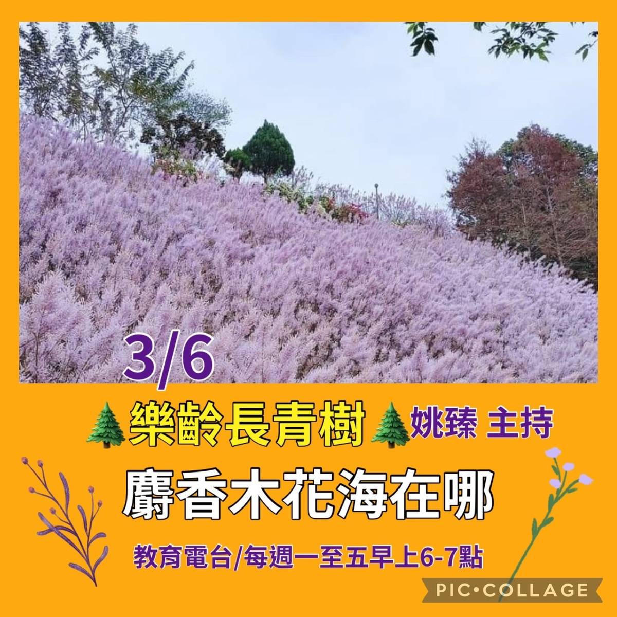 姚臻介紹最近最具浪漫的麝香木花海