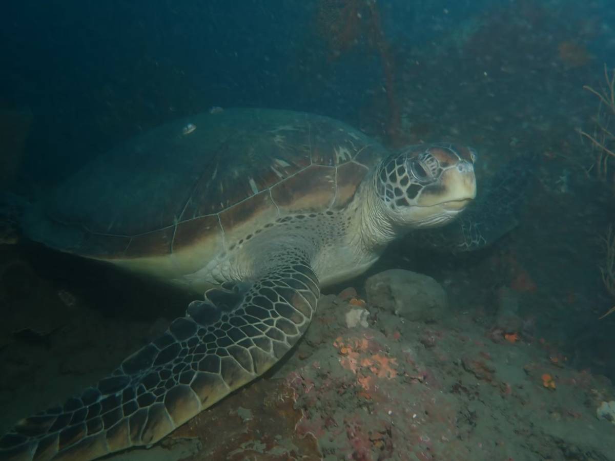 望海巷潮境海灣已經有海龜長住在此。(海科館提供)
