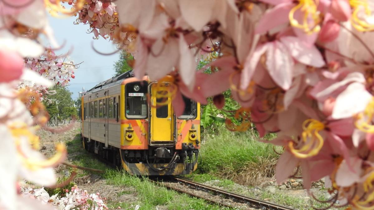 火車慢慢行走在二水花旗木廊道