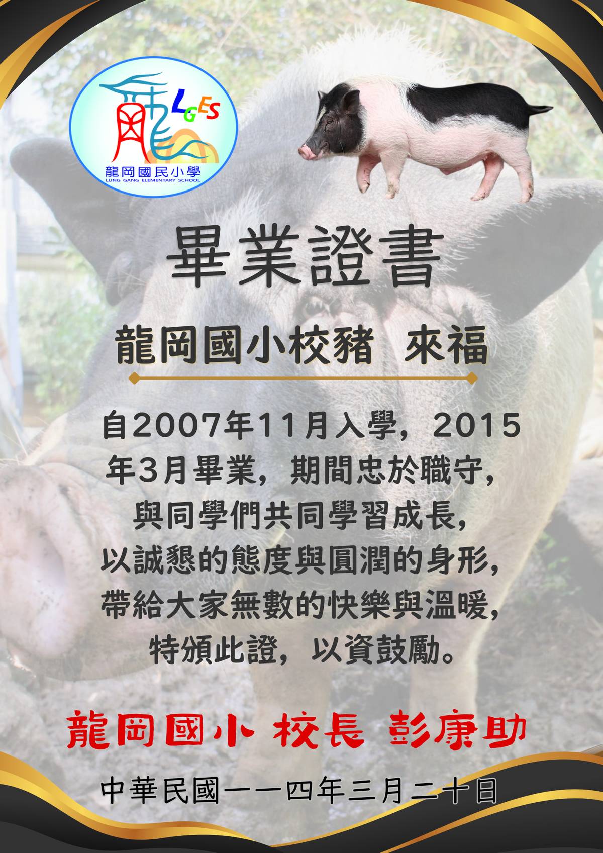 龍岡國小發給校豬來福的畢業證書。(龍岡國小提供)