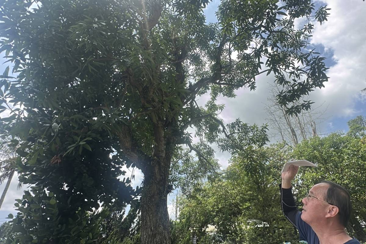 臺東縣利嘉國小校園內有11棵樹齡40年以上的芒果樹，今年受寒害影響，罕見0結果。

