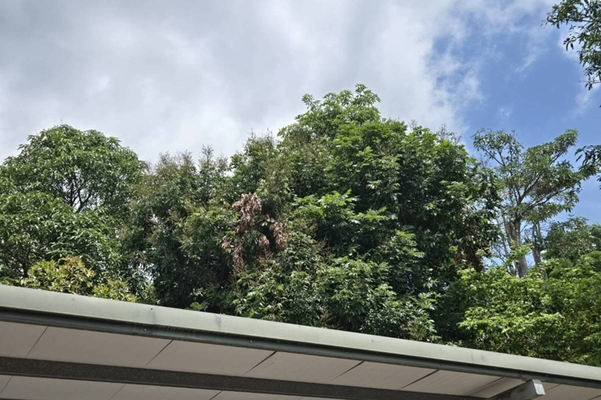 臺東縣利嘉國小校園內有11棵樹齡40年以上的芒果樹，今年受寒害影響，罕見0結果。