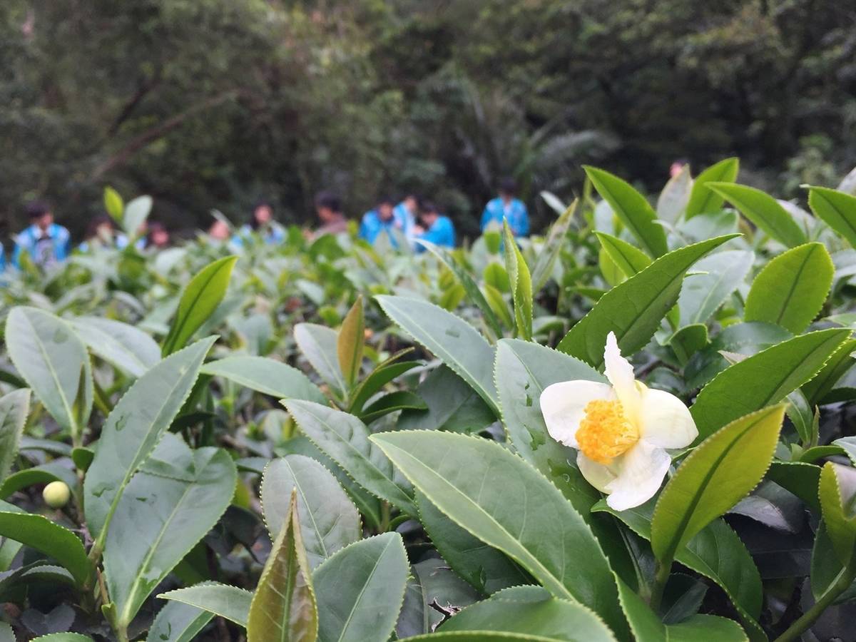 新北市石碇高中實地走訪茶園