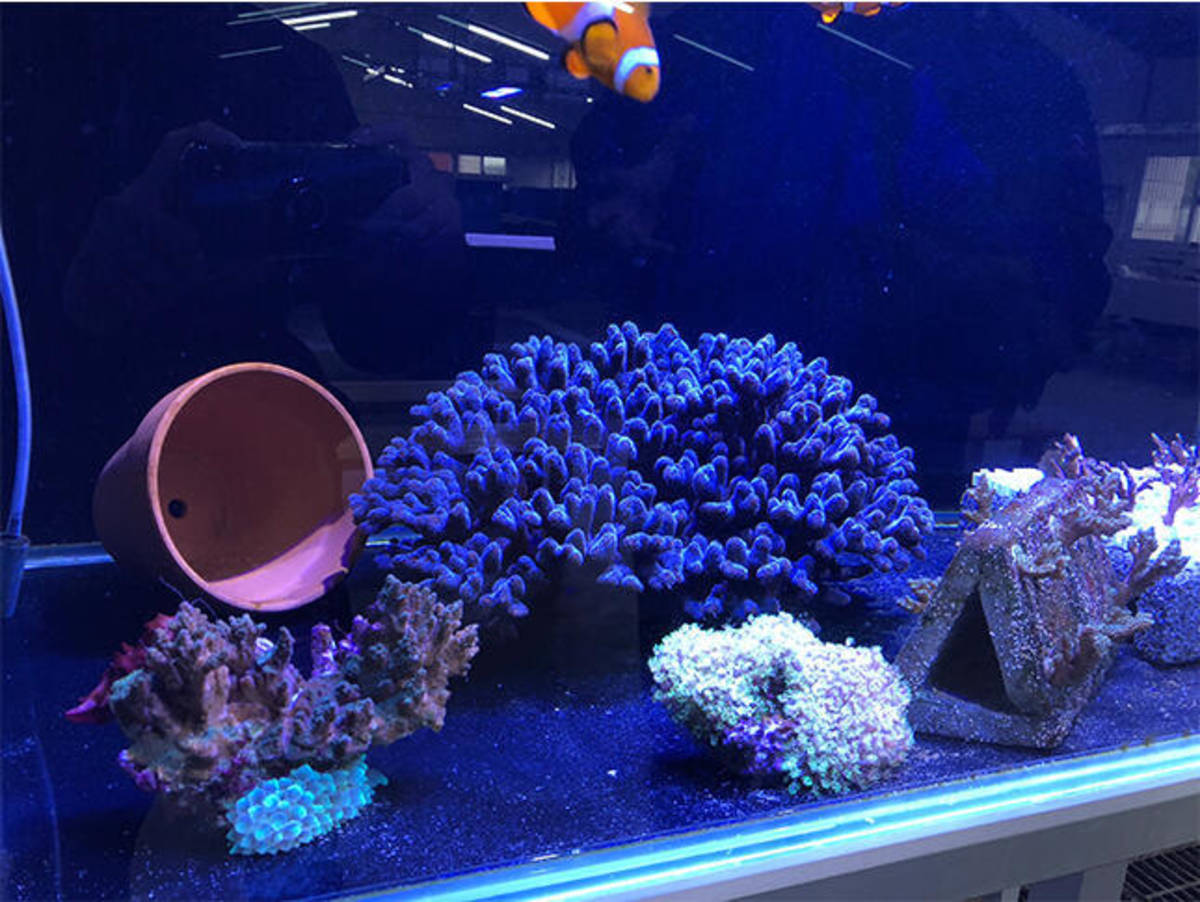 新北市海洋資源復育園區
