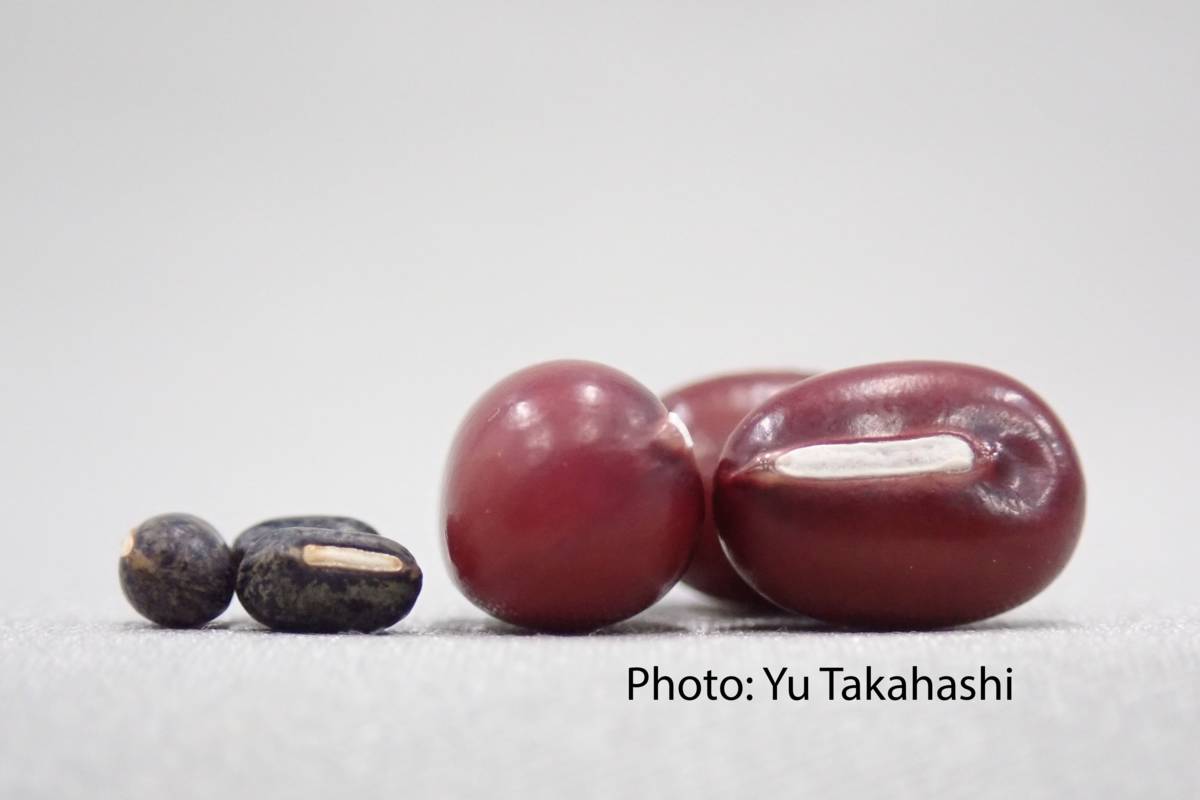 野生紅豆(左)與現今栽培紅豆(右)，可見馴化過程改變種皮顏色與種子大小。(照片提供：Yu Takahashi)