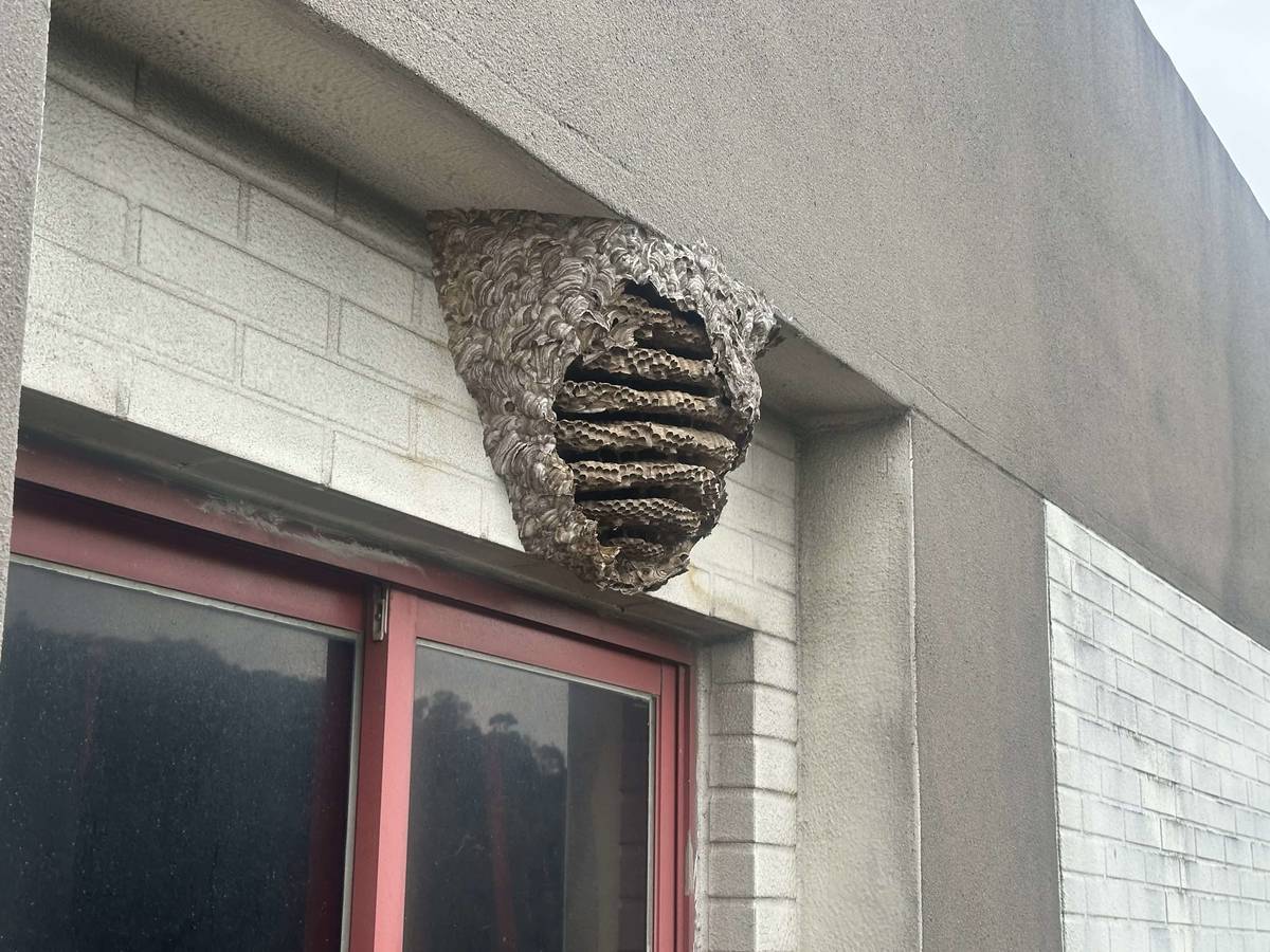 民眾在居家附近若發現小型蜂窩，應及早通報動保處處理