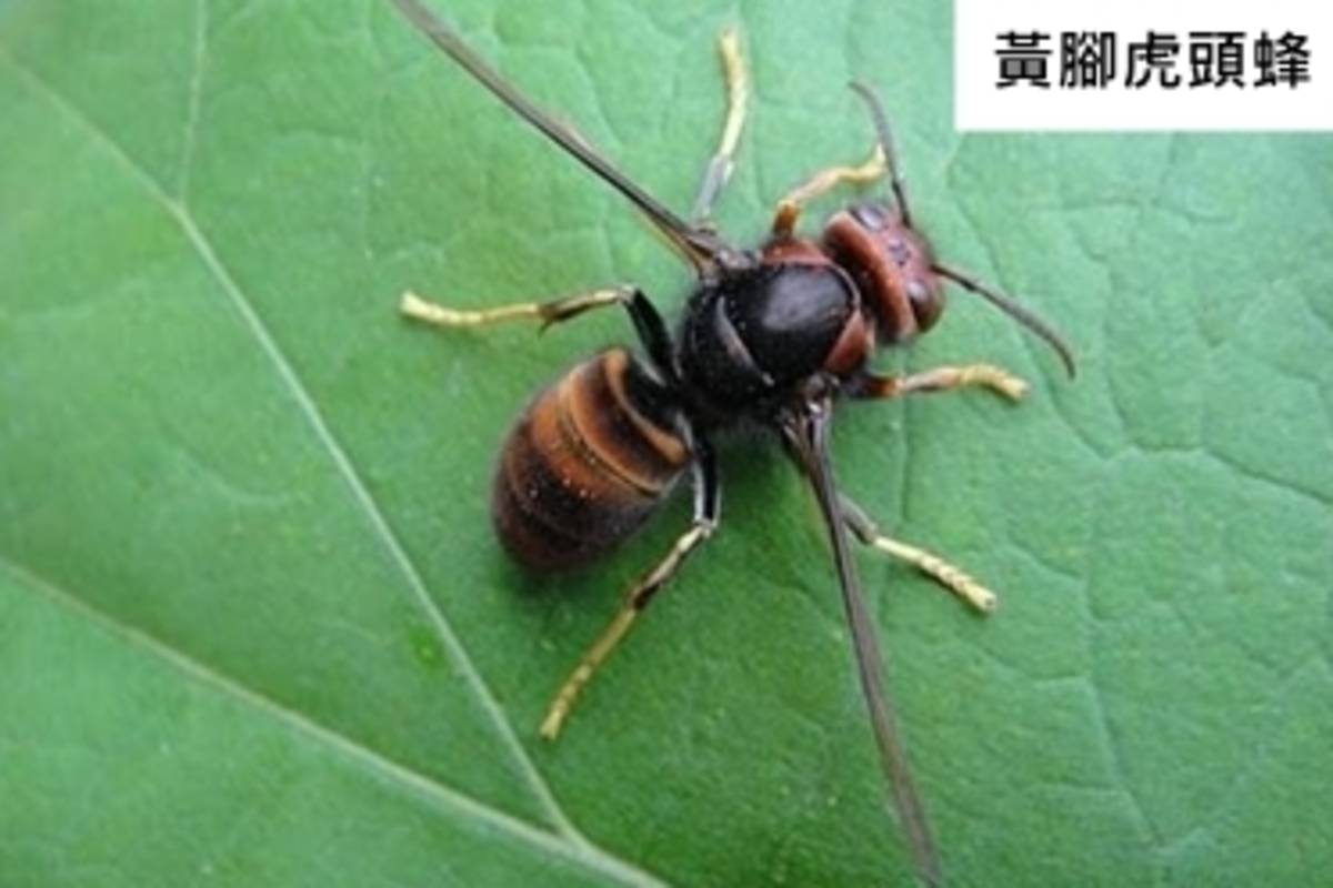 居家或戶外常見的黃腳虎頭蜂