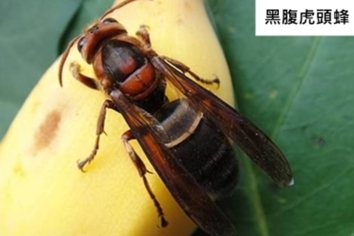 居家或戶外常見的黑腹虎頭蜂