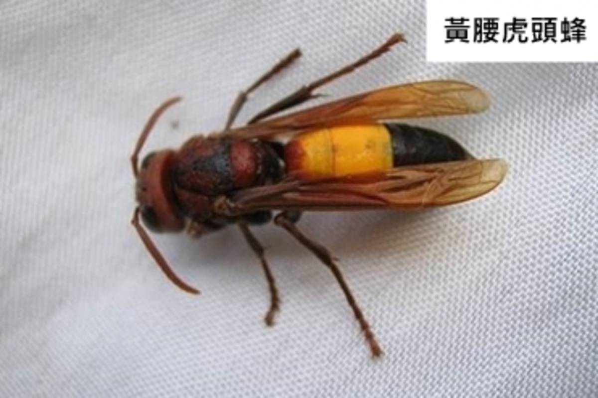 居家或戶外常見的黃腰虎頭蜂