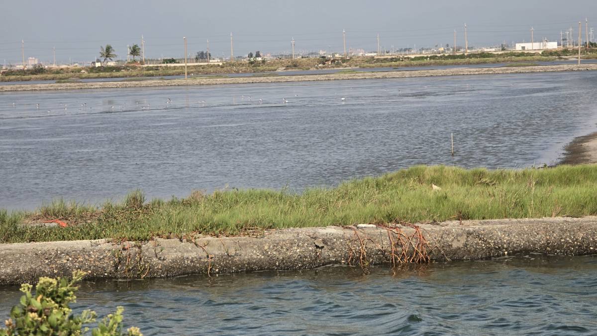 不同水位提供不同水鳥棲息