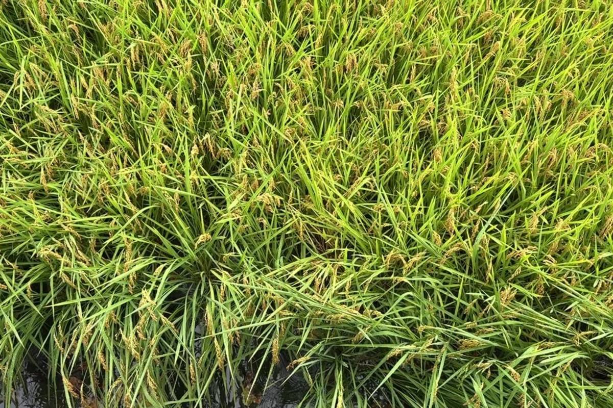 熱帶低壓接近，臺東縣間歇性大雨不斷，許多農田傳出淹水災情，部份一期稻作準備要收割的農田發生稻米倒伏。