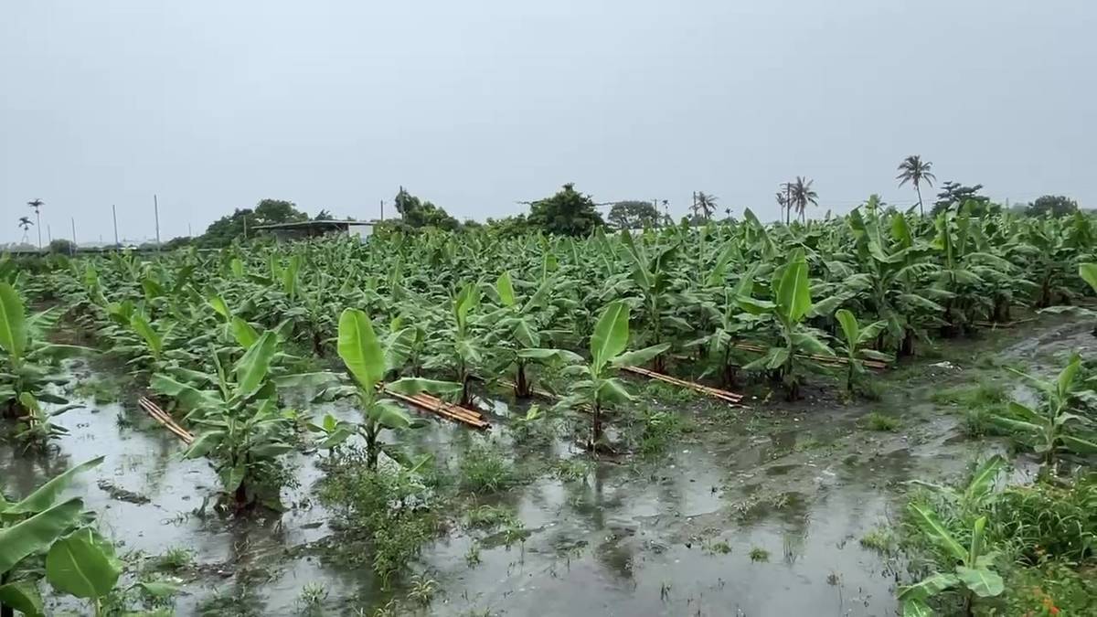 香蕉農則準備大量竹竿作為支柱，避免香蕉成長期吸收土壤大量水分，導致蕉株倒伏或折斷。