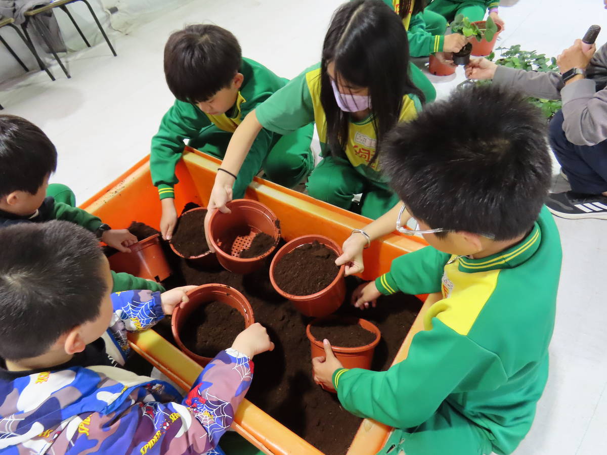 廣興國小學生使用無菌椰殼絲製造的泥土介質種植草莓